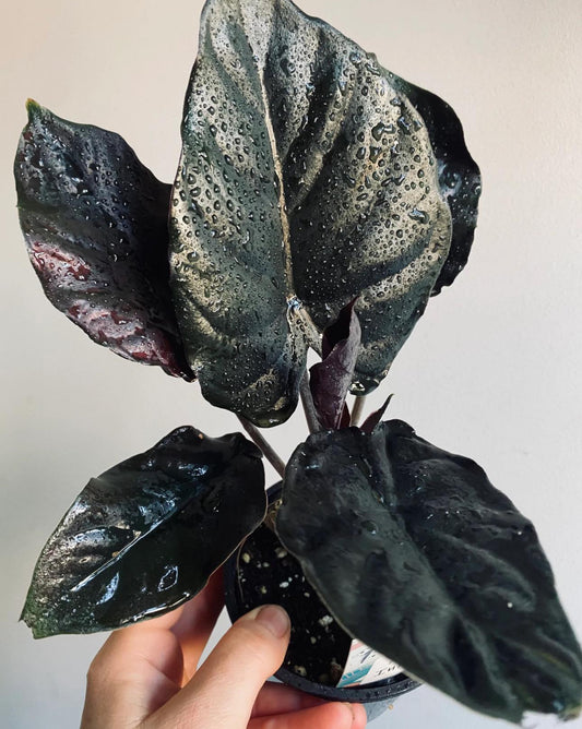 Alocasia Infernalis Black Magic Tissue Culture STARTER PLANT (Picture of mature plant)