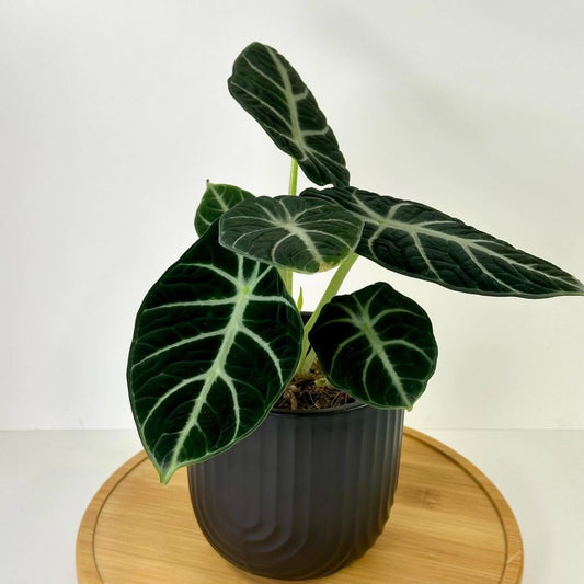 Alocasia reginula ‘ Ninja’ Tissue Culture STARTER (picture of mature plant)