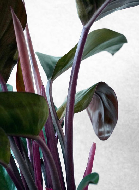 PHILODENDRON ‘ROJO CONGO’ TISSUE CULTURE [HAINAN COLLECTION] STARTER PLANT (Picture of mature plant)