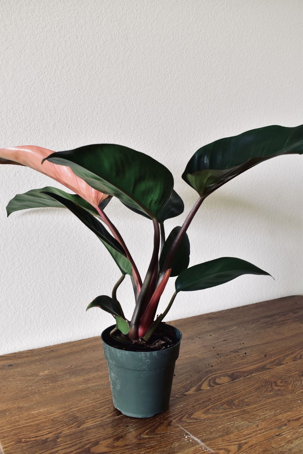 PHILODENDRON ‘ROJO CONGO’ TISSUE CULTURE [HAINAN COLLECTION] STARTER PLANT (Picture of mature plant)