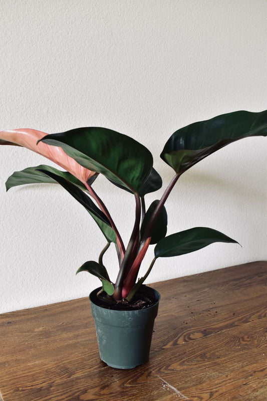 PHILODENDRON ‘ROJO CONGO’ TISSUE CULTURE [HAINAN COLLECTION] STARTER PLANT (Picture of mature plant)