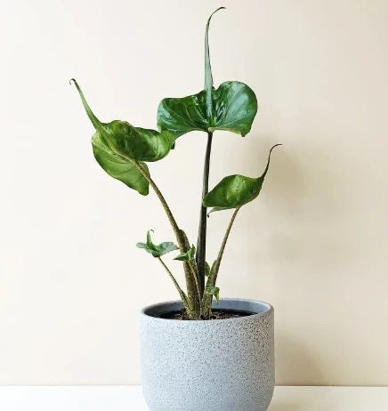 Alocasia macrorrhiza ‘ Stingray’ Tissue Culture [Hainan Collection] STARTER PLANT (Picture of mature plant)