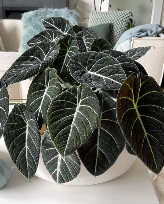 ALOCASIA REGINULA ‘BLACK VELVET’ TISSUE CULTURE [HAINAN COLLECTION] STARTER PLANT (Picture of mature plant)