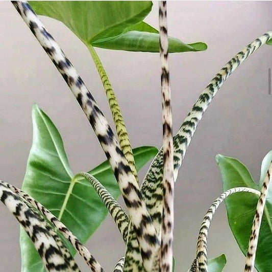 Alocasia zebrina Tissue Culture [Foshan Collection] STARTER PLANT (Picture of mature plant)