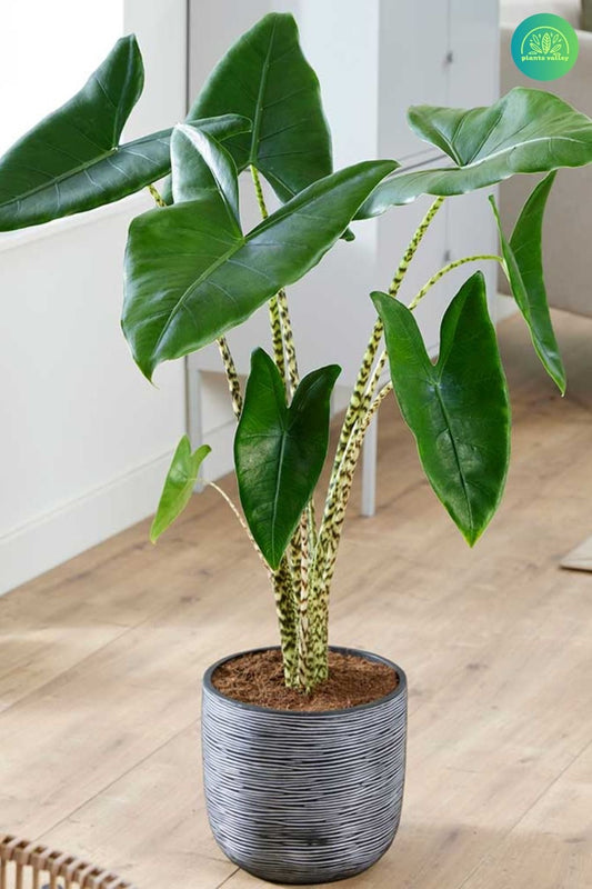 Alocasia zebrina Tissue Culture [Foshan Collection] STARTER PLANT (Picture of mature plant)