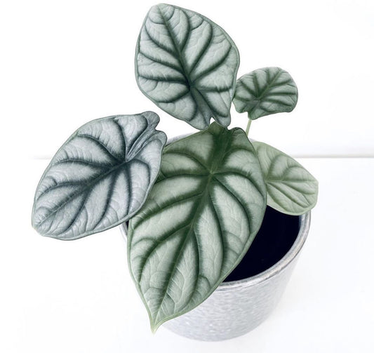 Alocasia ‘Silver Dragon’ Tissue Culture [Foshan Collection] STARTER PLANT (Picture of mature plant)