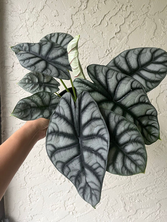 Alocasia ‘Silver Dragon’ Tissue Culture [Foshan Collection] STARTER PLANT (Picture of mature plant)