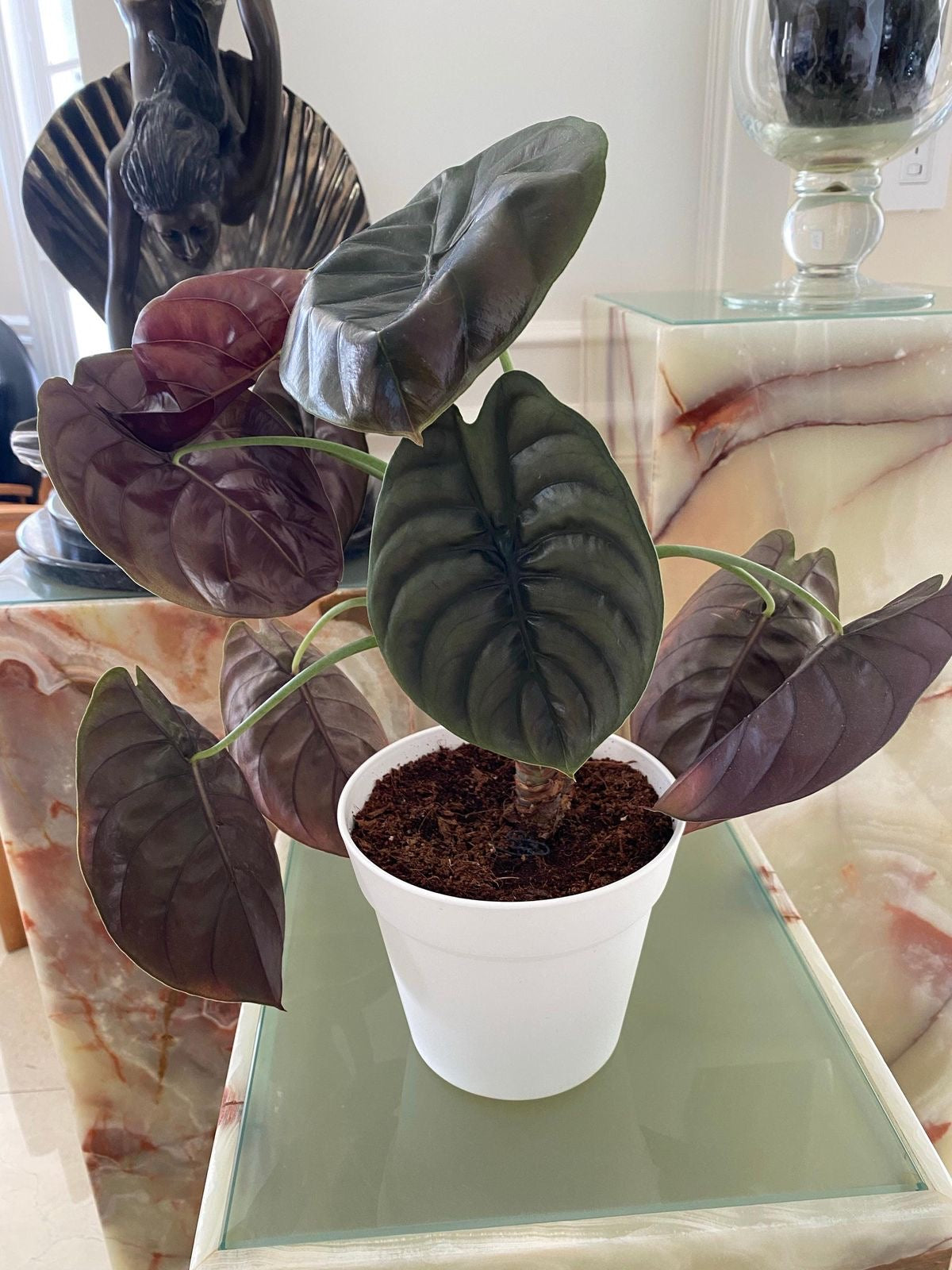 Alocasia cuprea Tissue Culture [Foshan Collection] STARTER PLANT (Picture of mature plant)