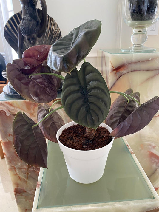 Alocasia cuprea Tissue Culture [Foshan Collection] STARTER PLANT (Picture of mature plant)