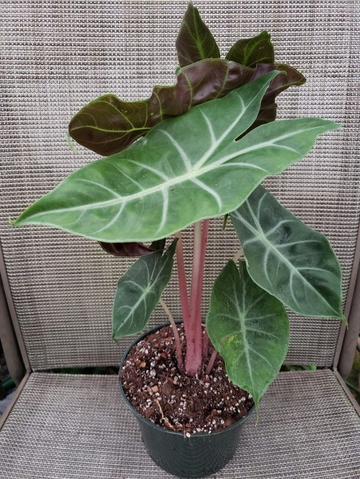 Alocasia pink dragon Tissue Culture [Foshan Collection] STARTER PLANT (Picture of mature plant)