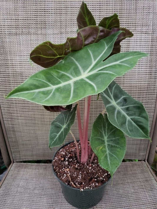 Alocasia pink dragon Tissue Culture [Foshan Collection] STARTER PLANT (Picture of mature plant)