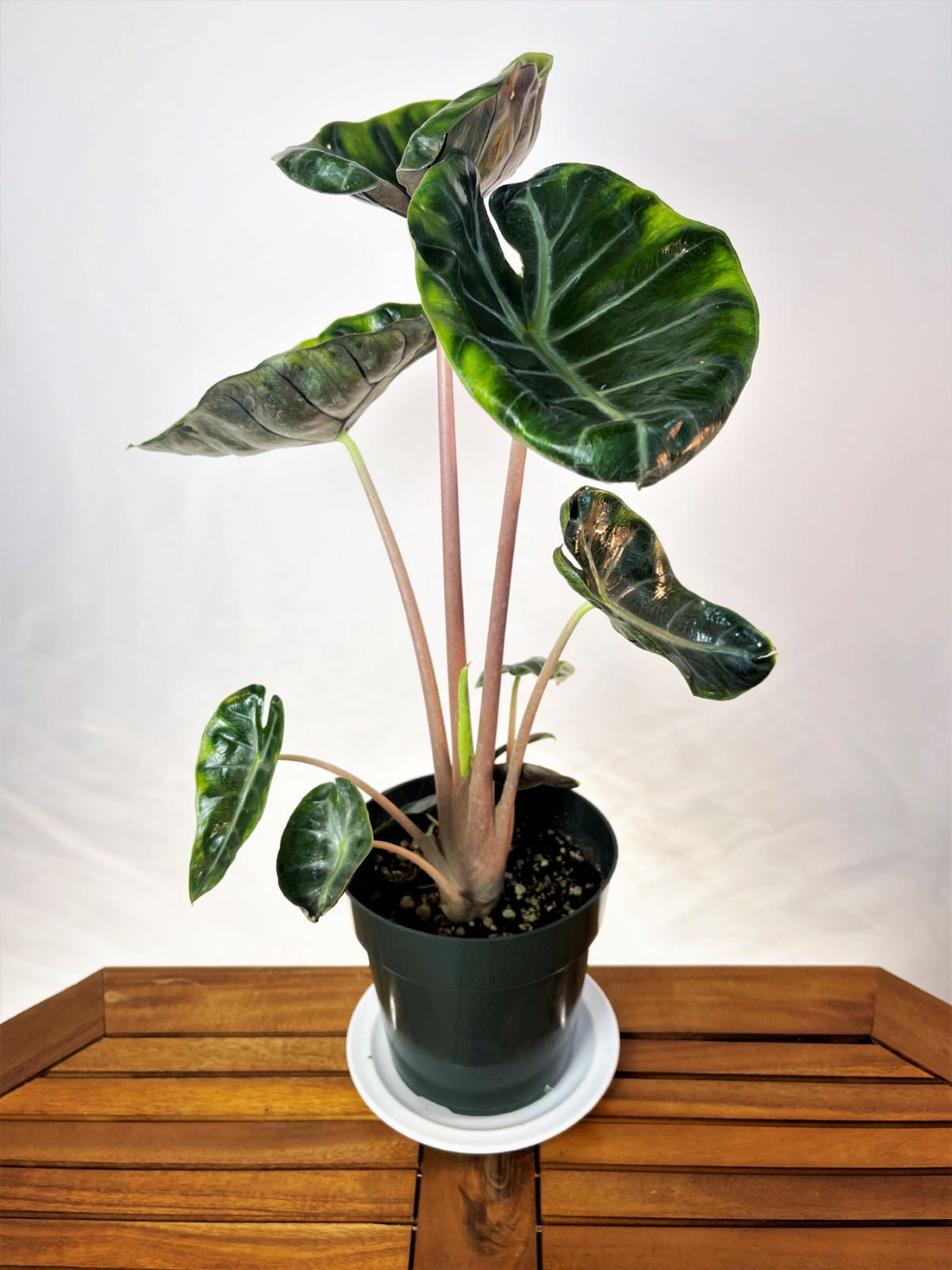 Alocasia pink dragon Tissue Culture [Foshan Collection] STARTER PLANT (Picture of mature plant)