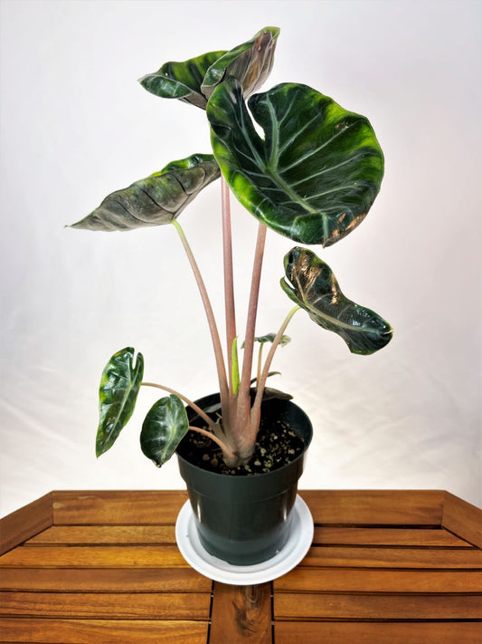 Alocasia pink dragon Tissue Culture [Foshan Collection] STARTER PLANT (Picture of mature plant)