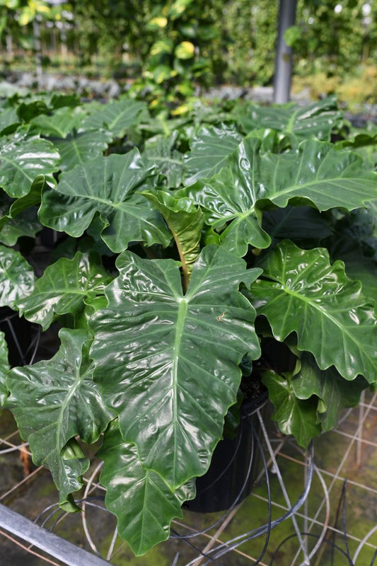 Alocasia low rider Tissue Culture [Foshan Collection] STARTER PLANT (Picture of mature plant)