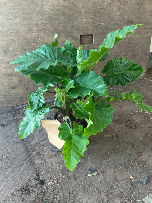 Alocasia low rider Tissue Culture [Foshan Collection] STARTER PLANT (Picture of mature plant)