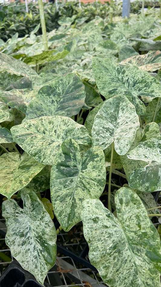Alocasia odora ‘Batik’ (variegated) Tissue Culture [Hainan Collection] STARTER PLANT (Picture of mature plant)