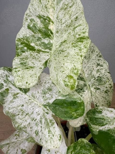 Alocasia odora ‘Batik’ (variegated) Tissue Culture [Hainan Collection] STARTER PLANT (Picture of mature plant)