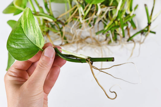 Golden Pothos Starter Plant