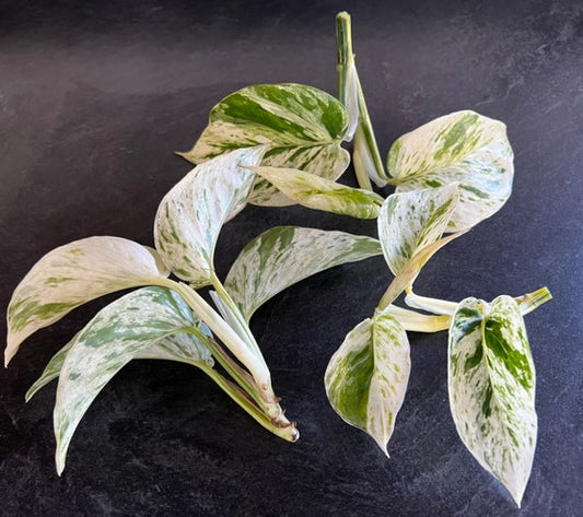 Marble Queen Pothos Starter Plant