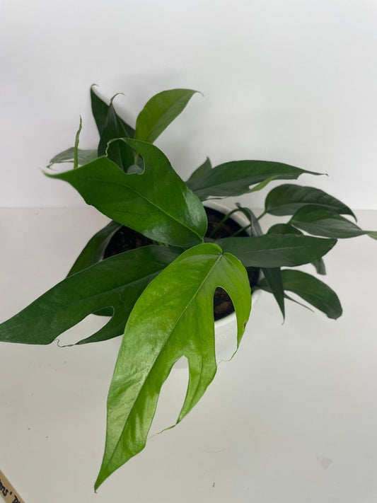 Baltic Blue Starter Plant