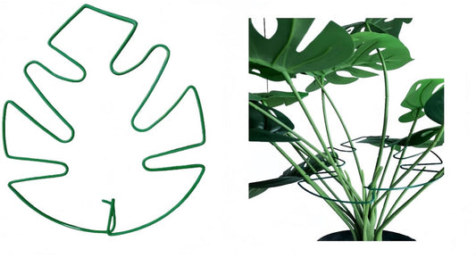Monstera Support