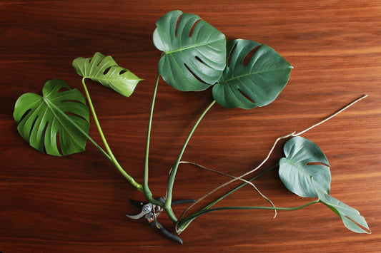 Monstera Deliciosa Cutting