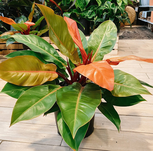 Philodendron ‘Prince of Orange’ Tissue Culture STARTER (picture of mature plant)